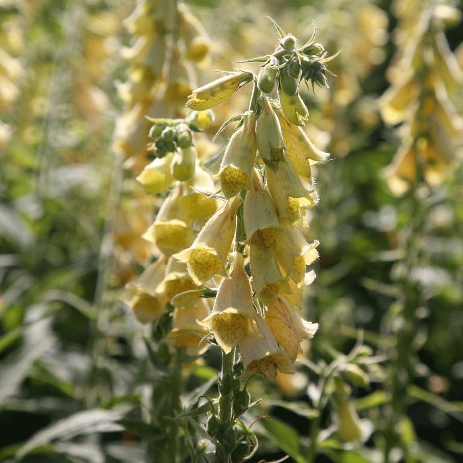 <i>Digitalis grandiflora</i> 