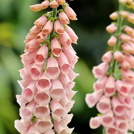 <i>Digitalis purpurea</i> 'Sutton's Apricot'