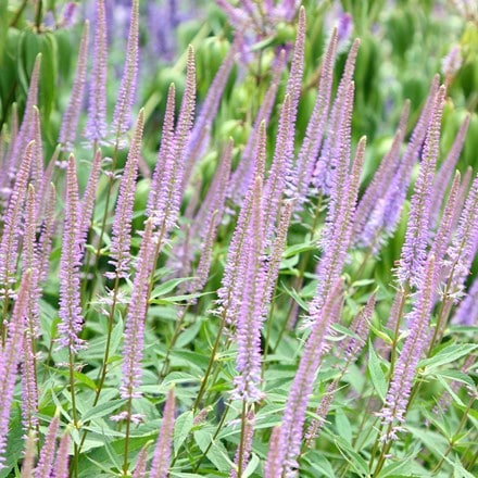 <i>Veronicastrum virginicum</i> 'Fascination'