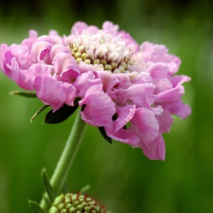 <i>Scabiosa</i> 'Pink Mist'