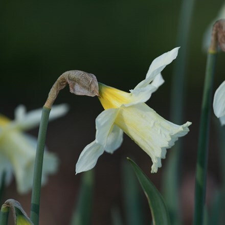 Narcissus W.P. Milner