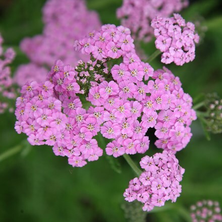 <i>Achillea millefolium</i> 'Lilac Beauty'