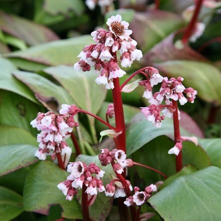 <i>Bergenia</i> 'Silberlicht'