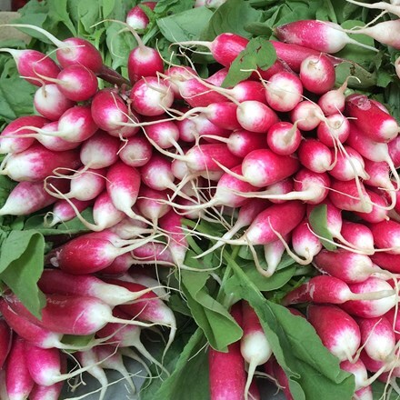 radish French Breakfast 3