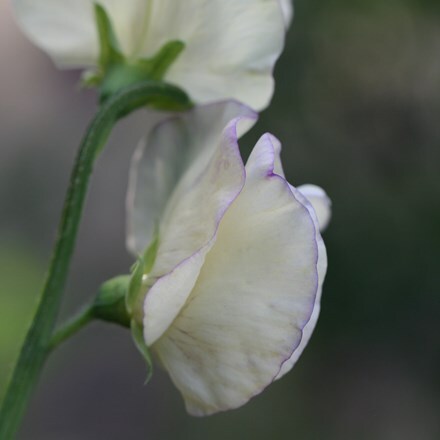 <i>Lathyrus odoratus</i> 'High Scent'