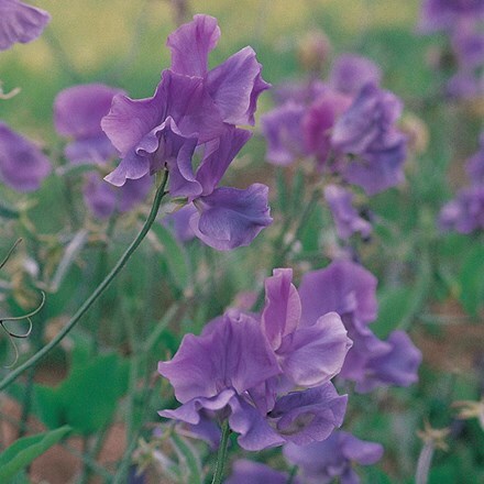 <i>Lathyrus odoratus</i> 'Noel Sutton'