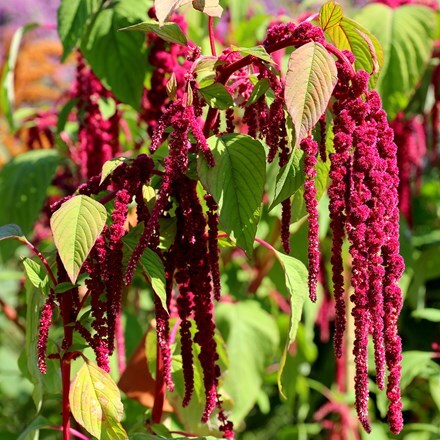 <i>Amaranthus caudatus</i> 