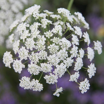 Ammi majus