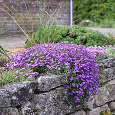 <i>Aubrieta</i> 'Purple Cascade' (Cascade Series) F1