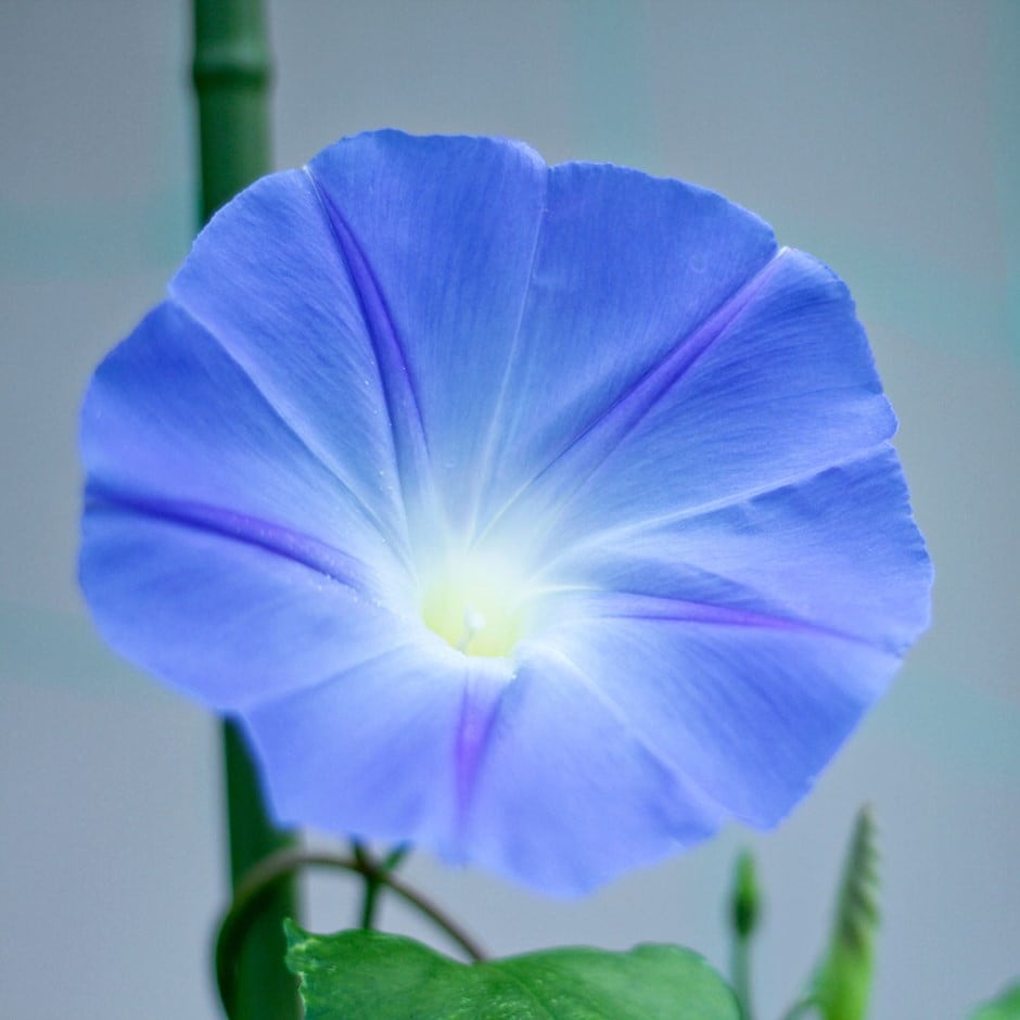 <i>Ipomoea tricolor</i> 'Heavenly Blue'