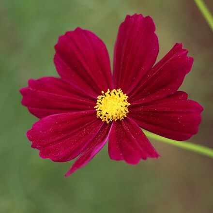 <i>Cosmos bipinnatus</i> 'Dazzler'