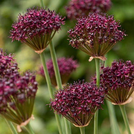 Allium atropurpureum