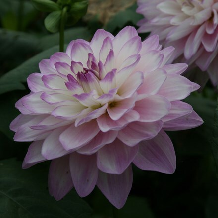 Dahlia Blue Wish