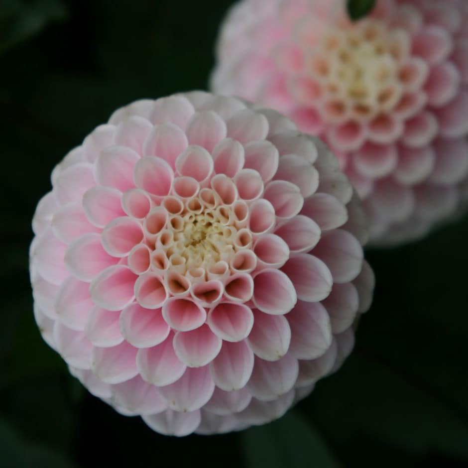 <i>Dahlia</i> 'Wizard of Oz'