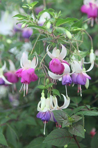 <i>Fuchsia</i> 'Delta's Sara'