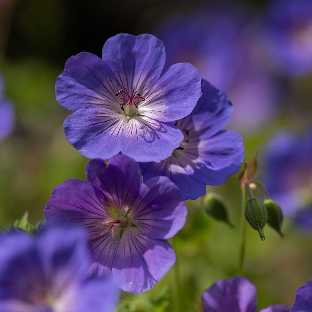 <i>Geranium</i> <b class=small-caps>Rozanne</b> ('Gerwat') (PBR)