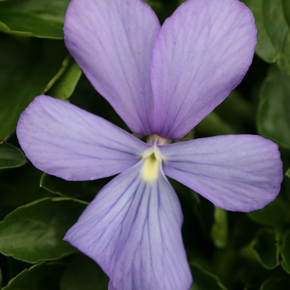 <i>Viola</i> 'Belmont Blue'