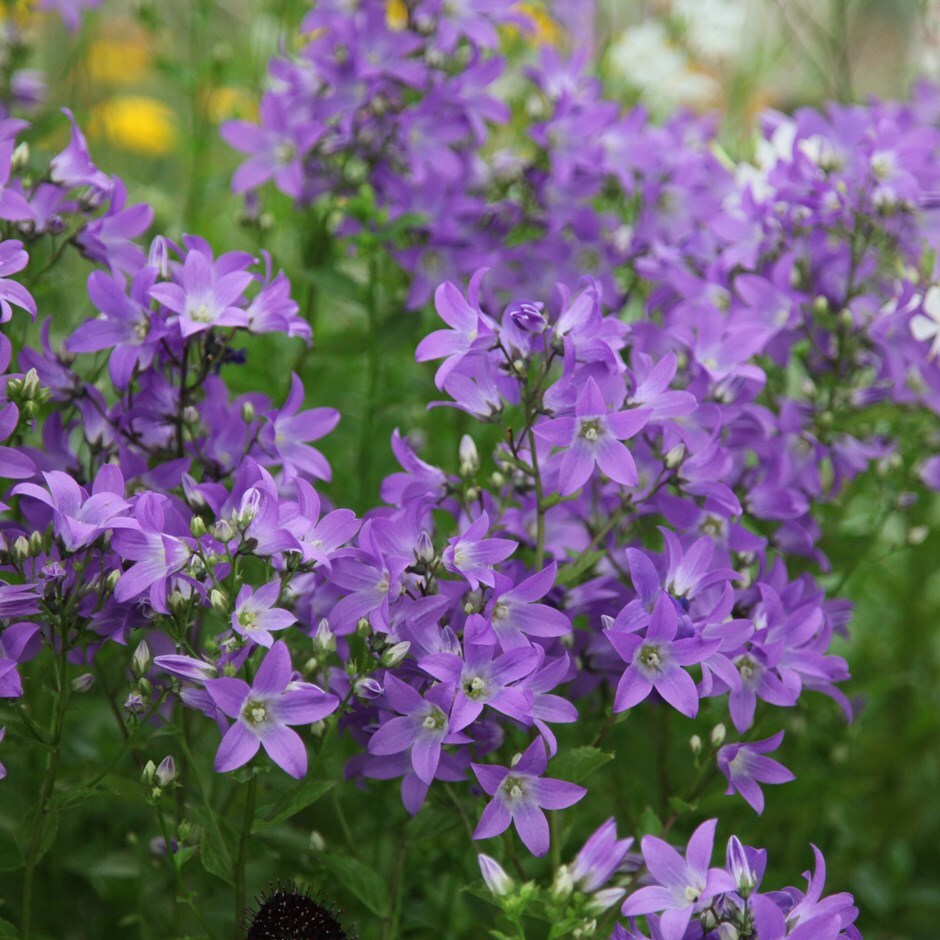 <i>Campanula lactiflora</i> 'Prichard's Variety'