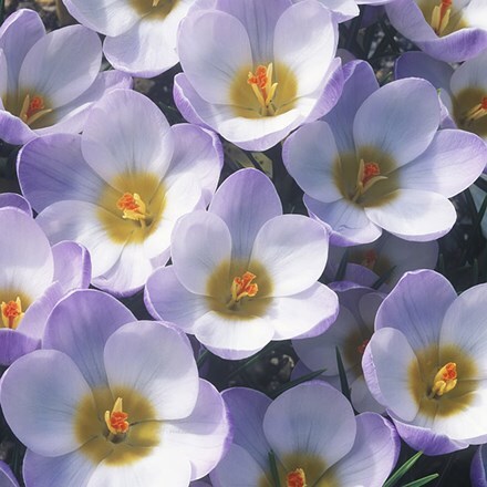 <i>Crocus biflorus</i> 'Blue Pearl'