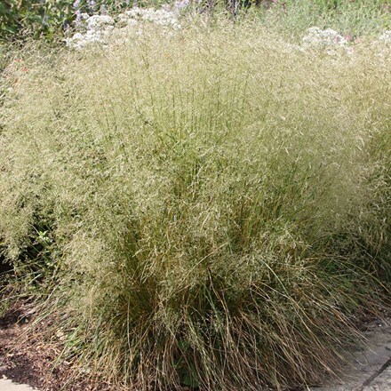 <i>Deschampsia cespitosa</i> 