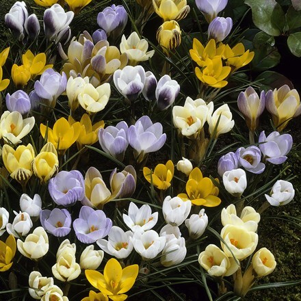 Crocus species - mixed colours