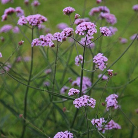 <I>Verbena bonariensis</i> 'Lollipop' (PBR)