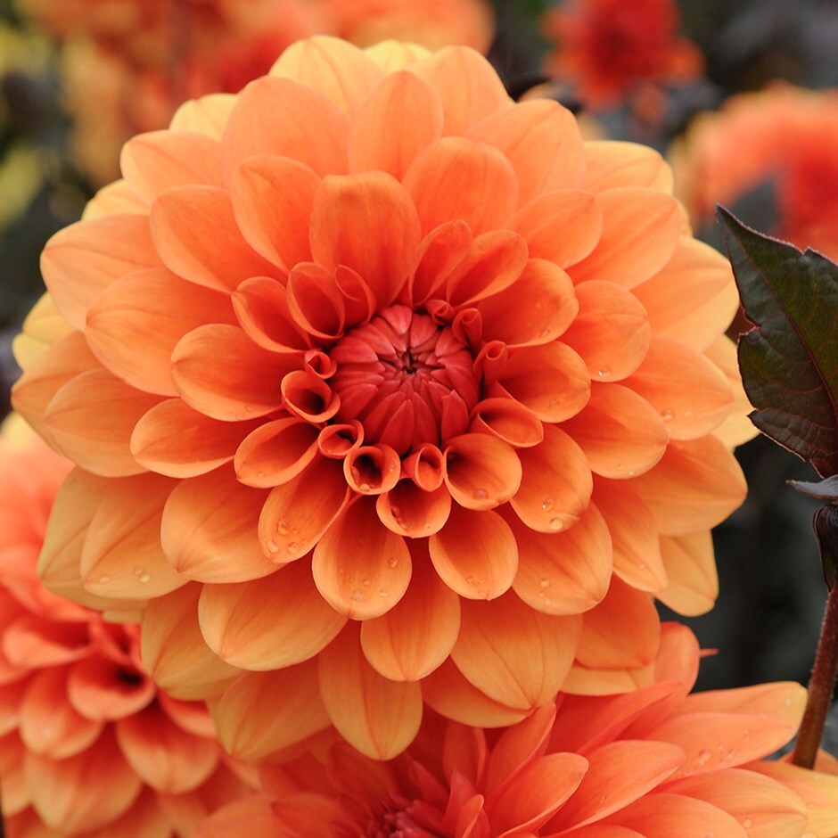 <i>Dahlia</i> 'David Howard'