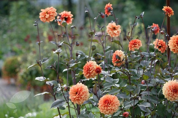 <i>Dahlia</i> 'David Howard'