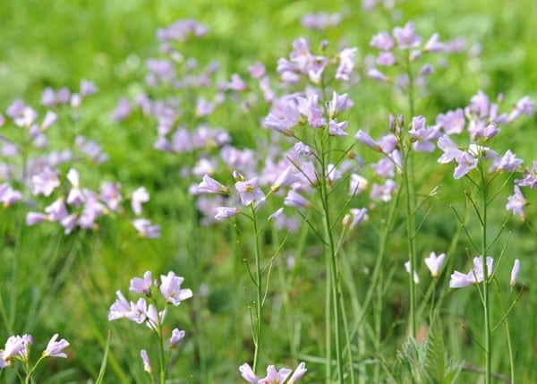 <i>Cardamine pratensis</i> 