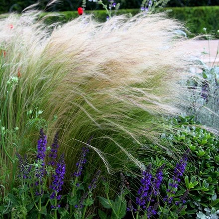 <i>Stipa tenuissima</i> 