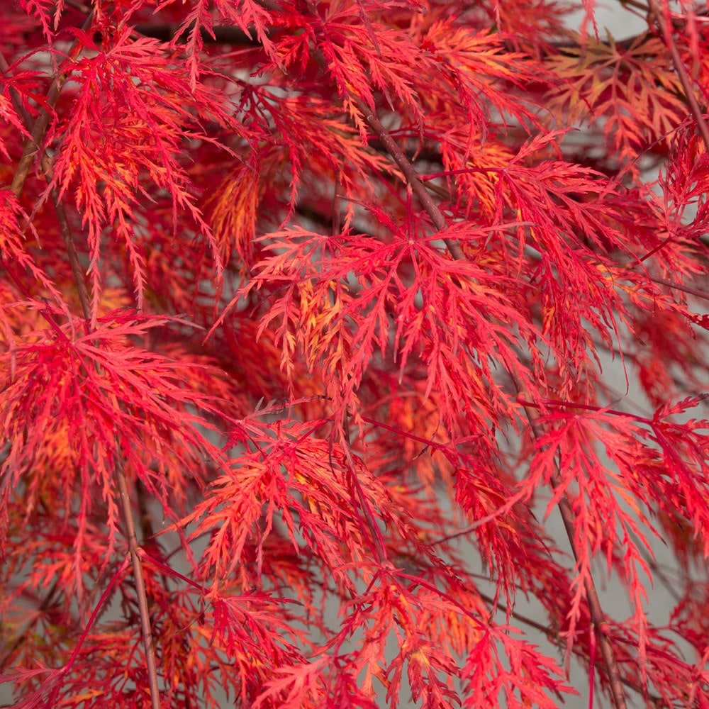 <i>Acer palmatum</i> 'Emerald Lace'