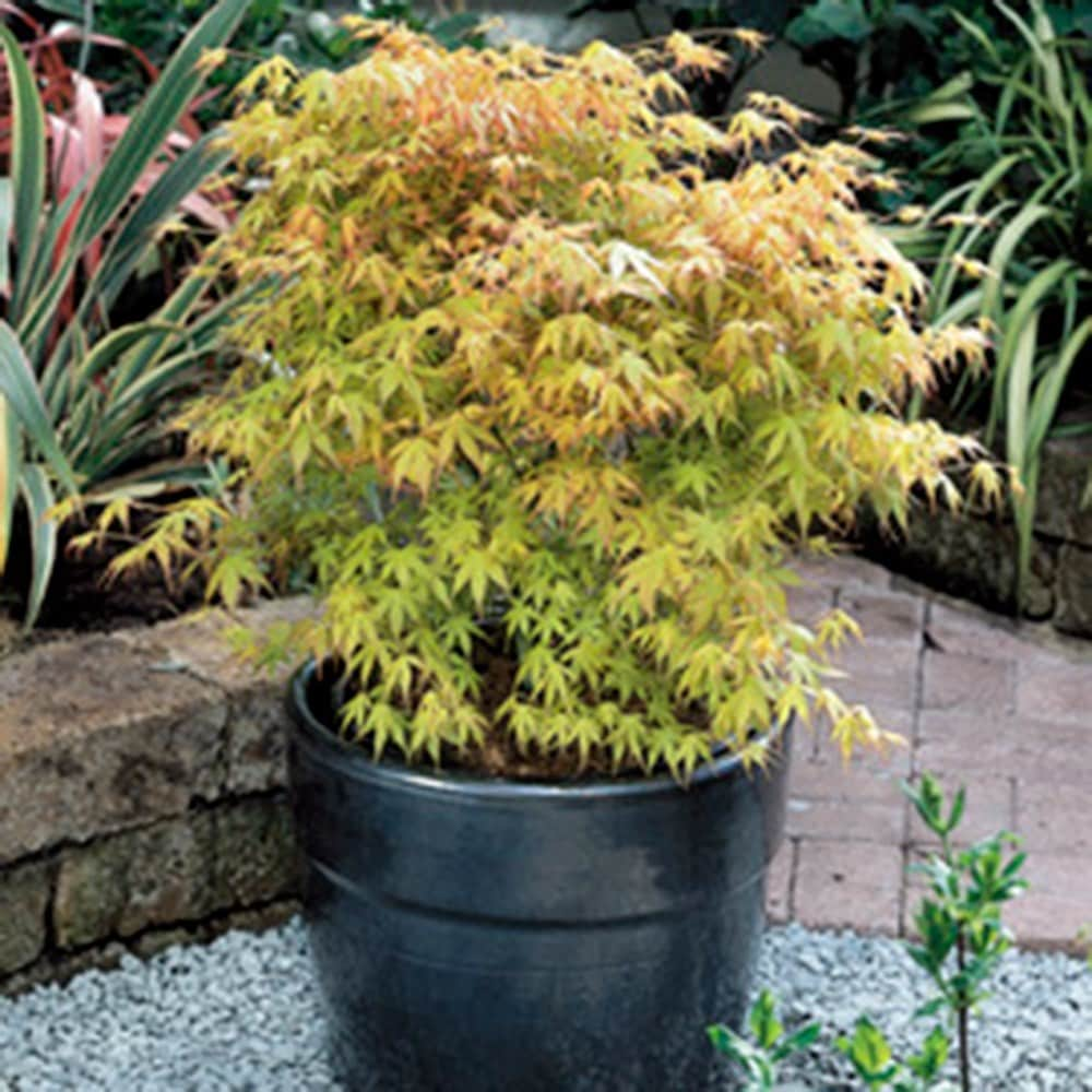 <I>Acer palmatum</i> 'Katsura'