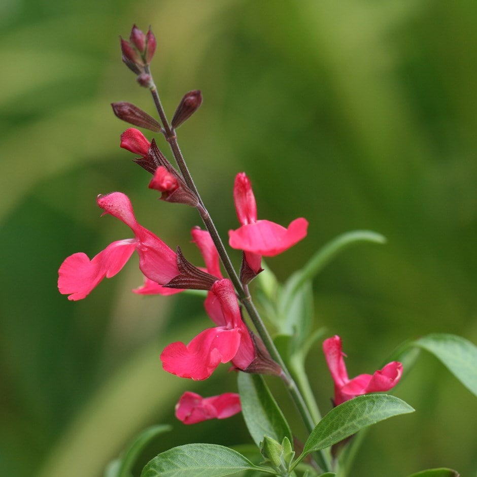 <i>Salvia greggii</i> 'Lipstick'