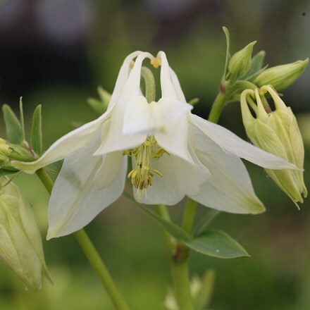 Aquilegia vulgaris Nivea