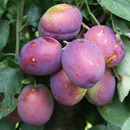 plum Jubilee