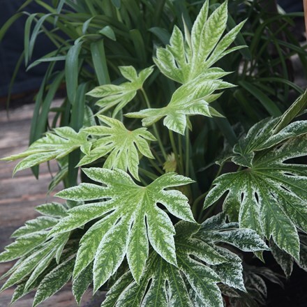 <i>Fatsia japonica</i> 'Tsumugi-shibori'