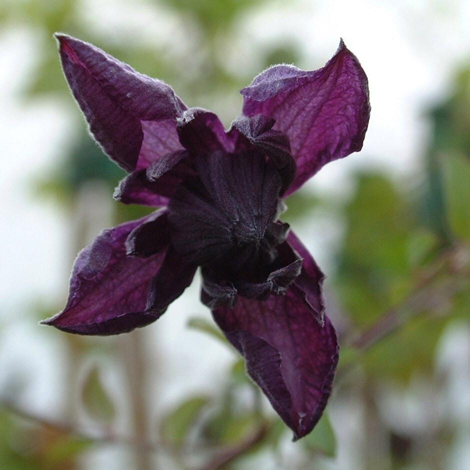 <I>Clematis viticella</i> 'Flore Pleno'