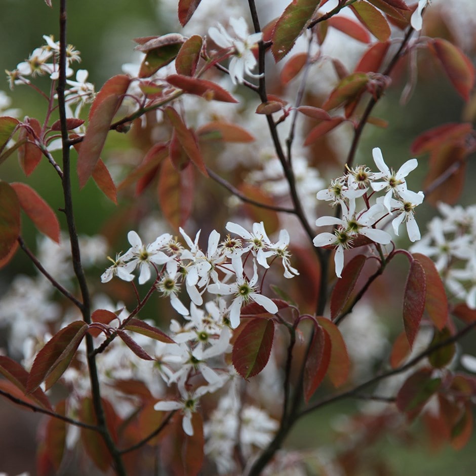 <i>Amelanchier lamarckii</i> 