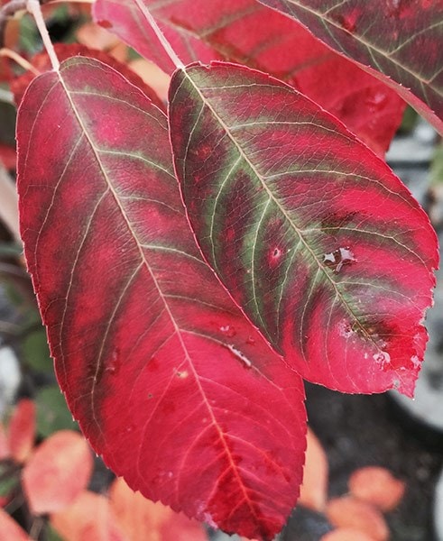 <i>Amelanchier lamarckii</i> 