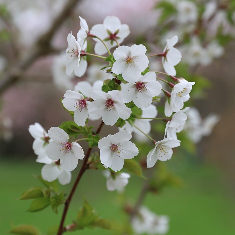 <i>Prunus</i> 'Snow Goose'