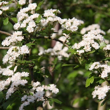 Crataegus × media Plena