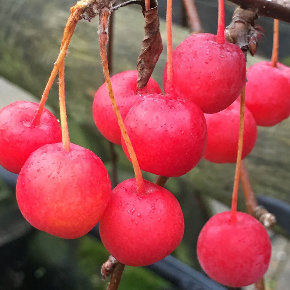 <i>Malus</i> 'Sun Rival'