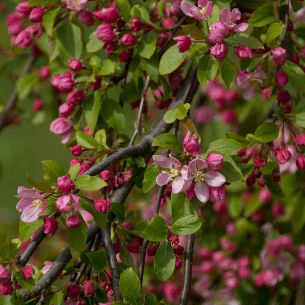 <i>Malus</i> 'Sun Rival'