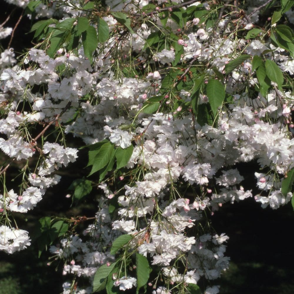 <i>Prunus</i> 'Shōgetsu'