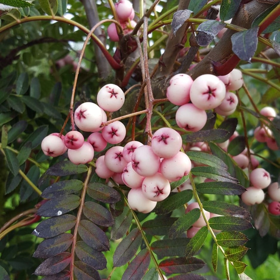 <i>Sorbus bissetii</i> 