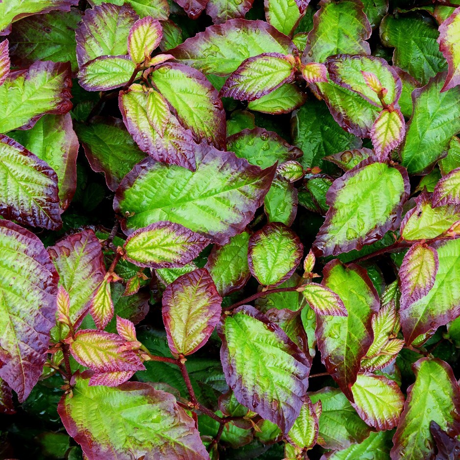 <i>Parrotia persica</i> <b class=small-caps>Persian Spire</b> ('JLPN01') (PBR)