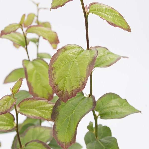 <i>Parrotia persica</i> <b class=small-caps>Persian Spire</b> ('JLPN01') (PBR)