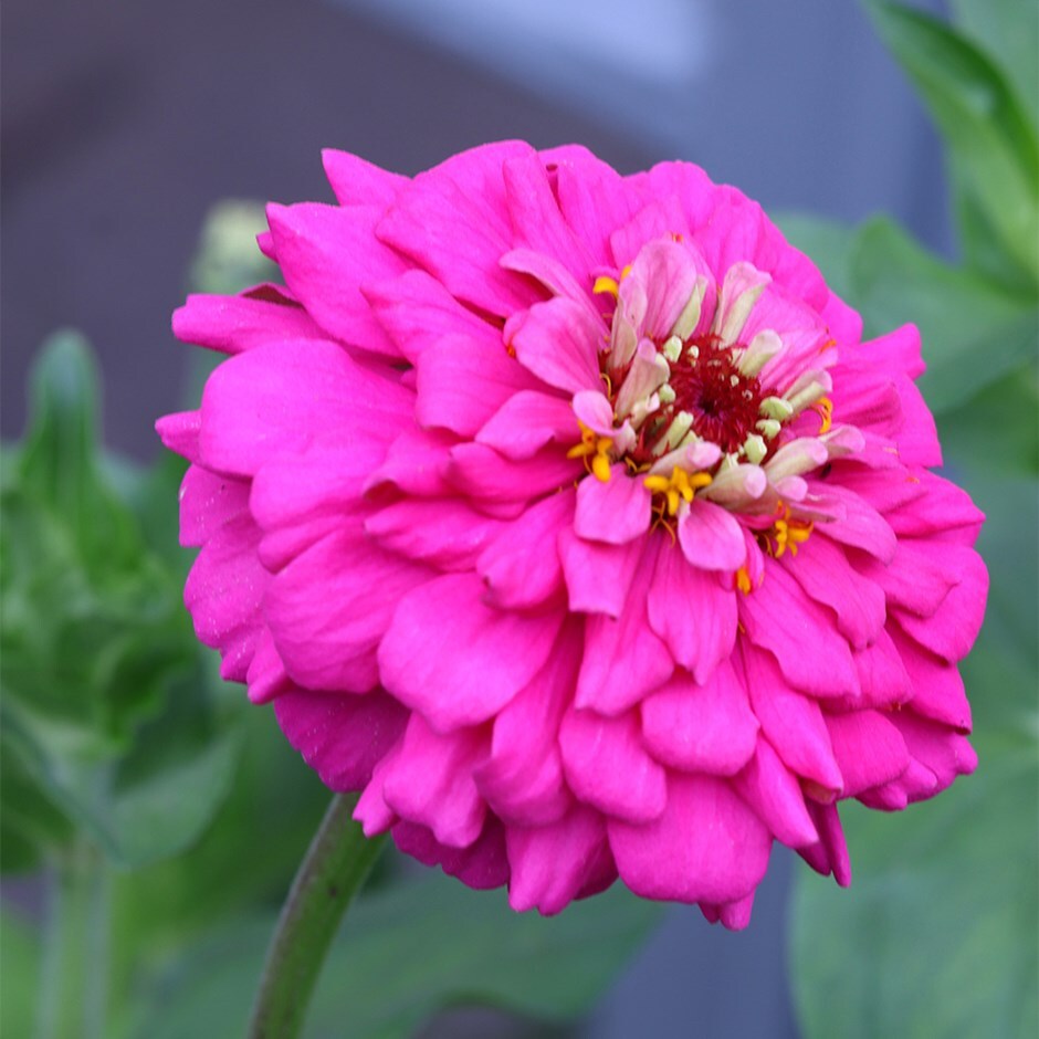 <i>Zinnia elegans</i> 'Purple Prince'