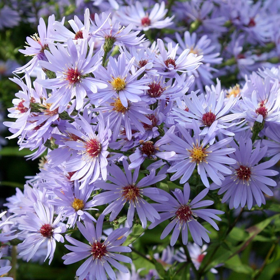 <i>Symphyotrichum</i> 'Little Carlow' (cordifolius hybrid)