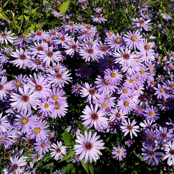 <i>Symphyotrichum</i> 'Little Carlow' (cordifolius hybrid)